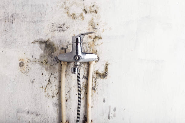 Best Mold Cleaning Services  in Clinton, PA