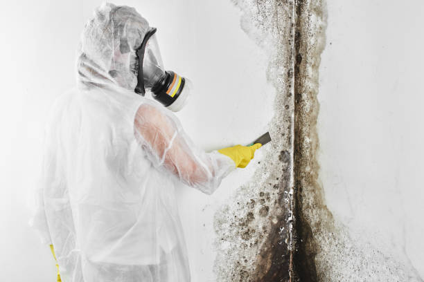 Best Mold Damage Repair  in Clinton, PA