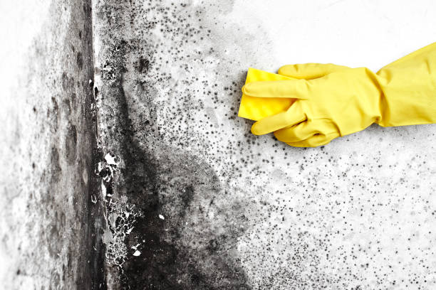 Best Office Mold Removal Services  in Clinton, PA