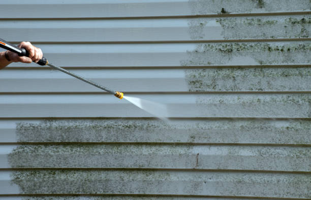 Best Professional Mold Removal  in Clinton, PA