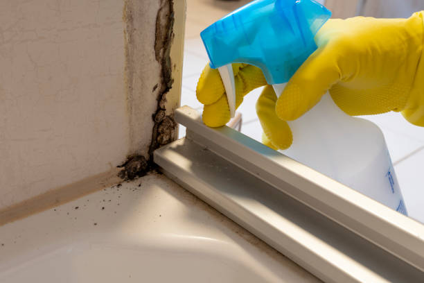 Best Best Mold Removal Companies  in Clinton, PA
