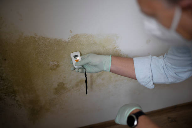 Home Mold Removal in Clinton, PA