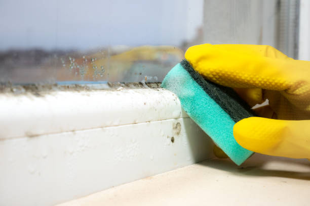 Best Mold Cleaning Services  in Clinton, PA