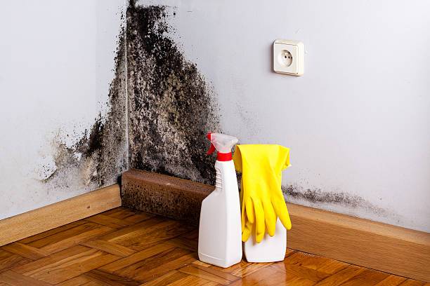 Best Certified Mold Removal  in Clinton, PA