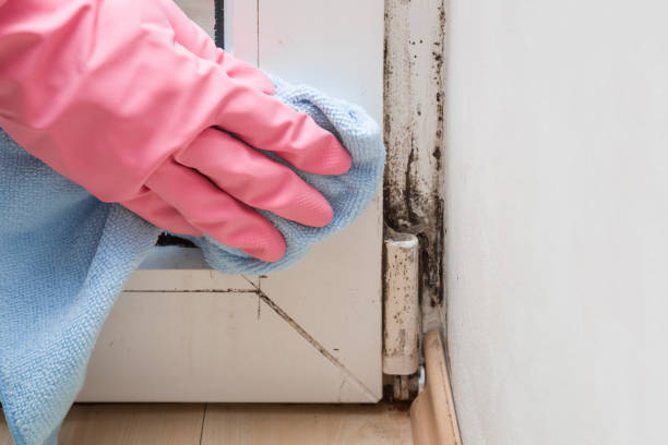 Best Home Mold Removal  in Clinton, PA