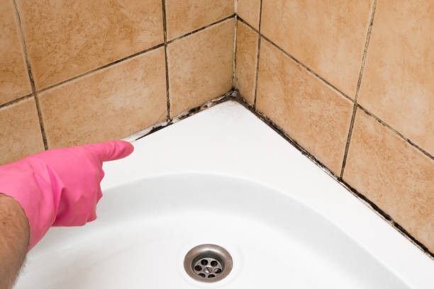 Best Mold Removal Process  in Clinton, PA
